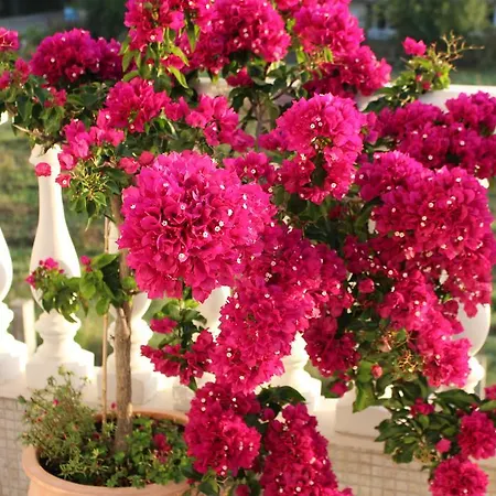 Livia Boutique Aparthotel Rawda