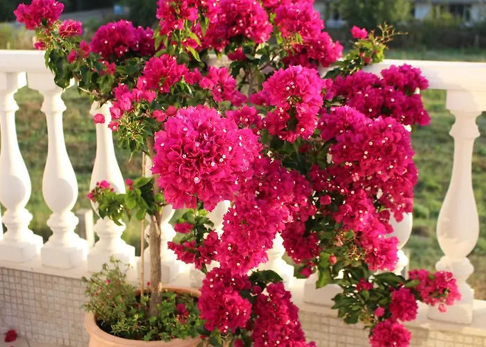 Livia Boutique Aparthotel Ravda